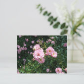 Carte postale Roses roses (Debout devant)