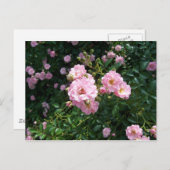 Carte postale Roses roses (Devant / Derrière)