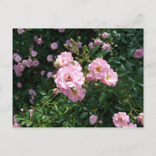 Carte postale Roses roses