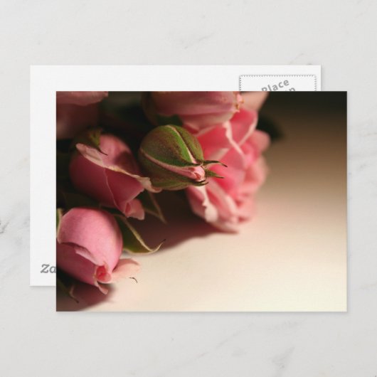 Carte Postale Roses roses (Devant / Derrière)