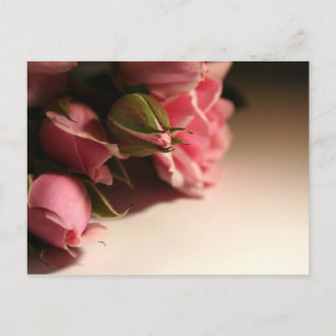 Carte Postale Roses roses
