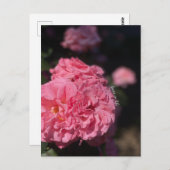Carte Postale Roses roses (Devant / Derrière)