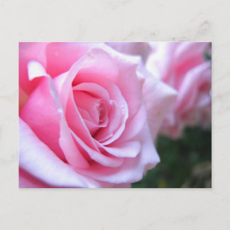 Carte Postale Roses roses