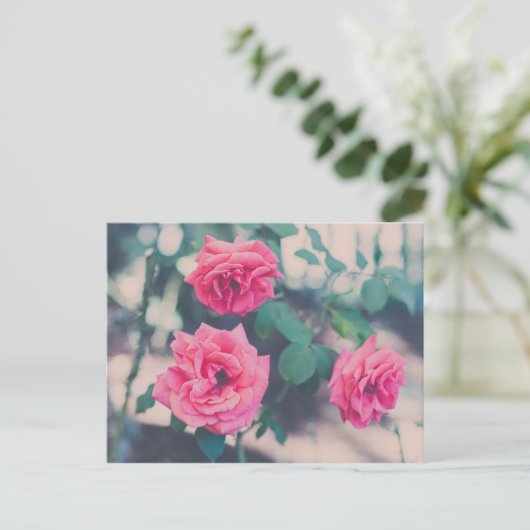 Carte Postale Roses roses (Debout devant)