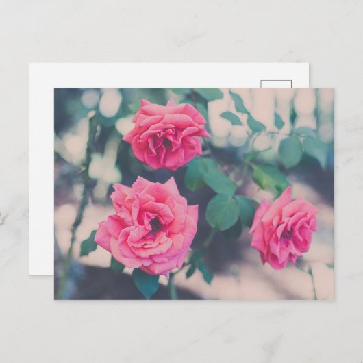 Carte Postale Roses roses (Devant / Derrière)