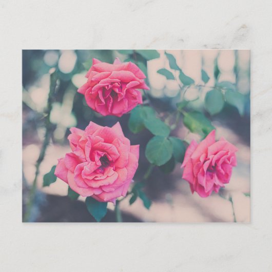 Carte Postale Roses roses (Devant)