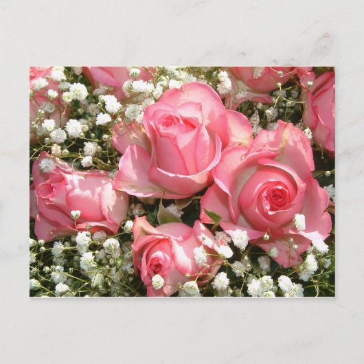 Carte postale Roses roses (Devant)
