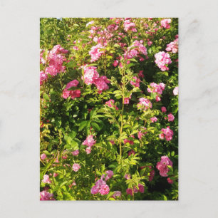 Carte Postale Roses roses en fleur