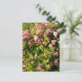 Carte Postale Roses roses en fleur (Debout devant)