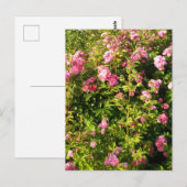 Carte Postale Roses roses en fleur (Devant / Derrière)