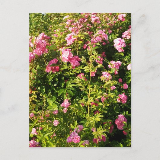 Carte Postale Roses roses en fleur (Devant)