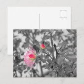 Carte Postale Roses roses roses rose Couleur Splash Photo (Devant / Derrière)