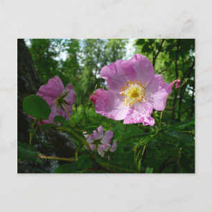 Carte Postale Roses roses sauvages en Alaska