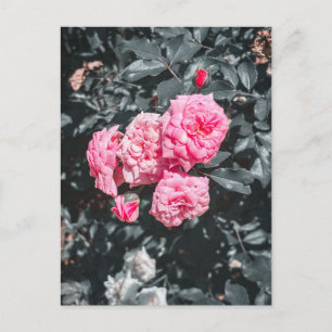 Carte Postale Roses roses tendres en fleurs