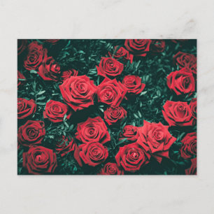 Carte Postale Roses rouges