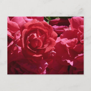 Carte Postale Roses rouges