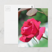 Carte Postale Roses rouges (Devant / Derrière)