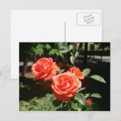 Carte postale Roses rouges (Devant / Derrière)