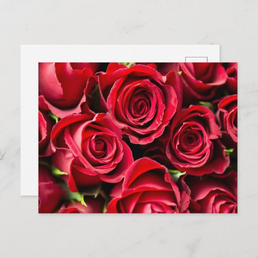 Carte Postale Roses rouges (Devant / Derrière)