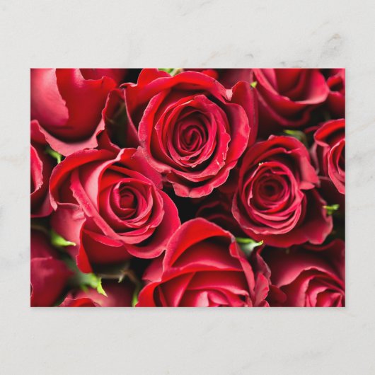 Carte Postale Roses rouges (Devant)
