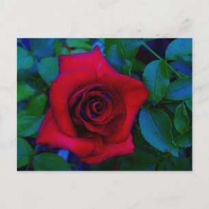 Carte Postale Roses rouges aux tons bleus