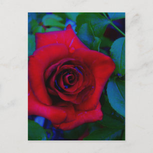 Carte Postale Roses rouges aux tons bleus