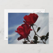 Carte Postale Roses rouges contre un ciel bleu vif (Devant / Derrière)