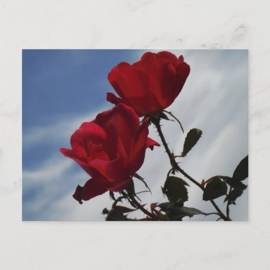 Carte Postale Roses rouges contre un ciel bleu vif (Devant)