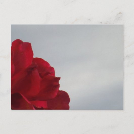 Carte Postale Roses rouges contre un ciel bleu vif (Devant)