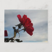 Carte Postale Roses rouges contre un ciel bleu vif (Devant)