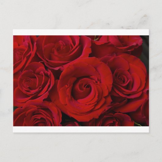 Carte Postale Roses rouges et gouttes d'eau (Devant)