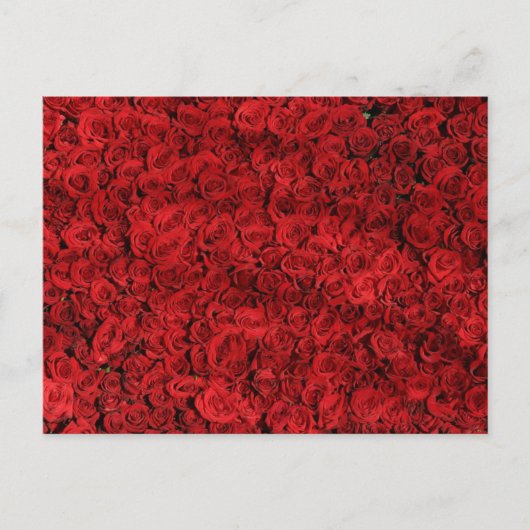 Carte Postale Roses rouges - photo de près (Devant)