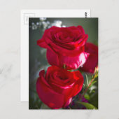 Carte Postale Roses rouges romantiques vibrantes (Devant / Derrière)