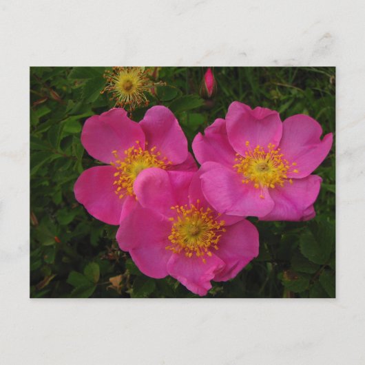 Carte Postale Roses sauvages (Devant)