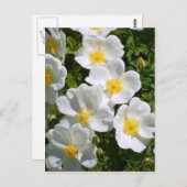 Carte Postale Roses sauvages blancs (Devant / Derrière)
