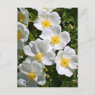 Carte Postale Roses sauvages blancs