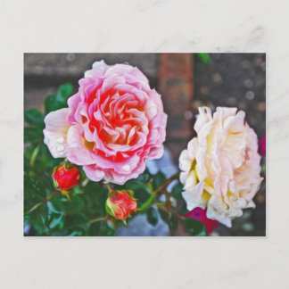 Carte Postale Roses sous la pluie