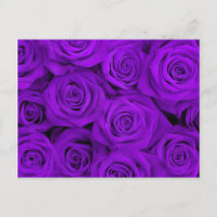 Roses spectaculaires pourpres