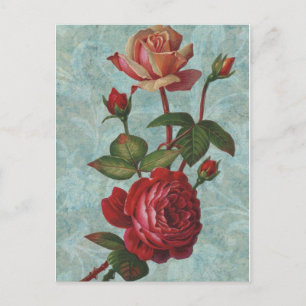 Carte Postale Roses vintages