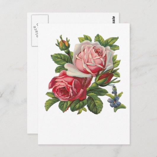 Carte Postale ROSES vintages (Devant / Derrière)