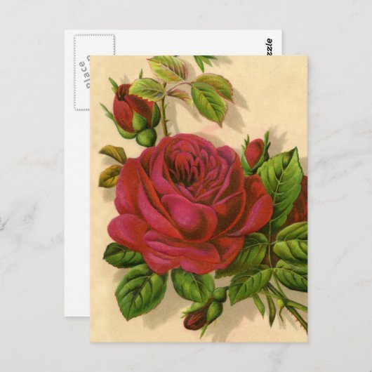 Carte Postale roses vintages mignons (Devant / Derrière)