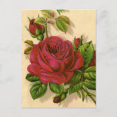 Carte Postale roses vintages mignons (Devant)