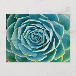 Carte Postale Rosette d'Echeveria, Jardin Secret de Marrakech