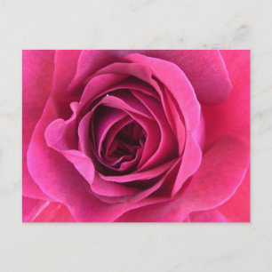 Carte Postale Rosier