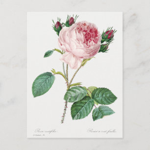 Carte Postale Rosier à feuilles de chou de Pierre-Joseph Redouté