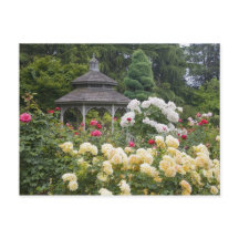 Rosier en fleurs et roseraie à la