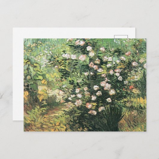 Carte Postale Rosier en Fleurs par Vincent van Gogh (Devant / Derrière)