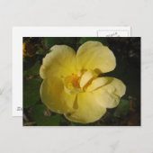 Carte Postale Rosier jaune sauvage (Devant / Derrière)