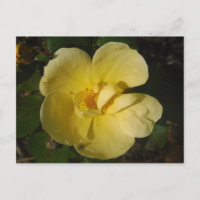 Rosier jaune sauvage