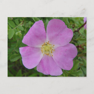 Carte Postale Rosier sauvage des prairies F11 "Rosa arkansana"